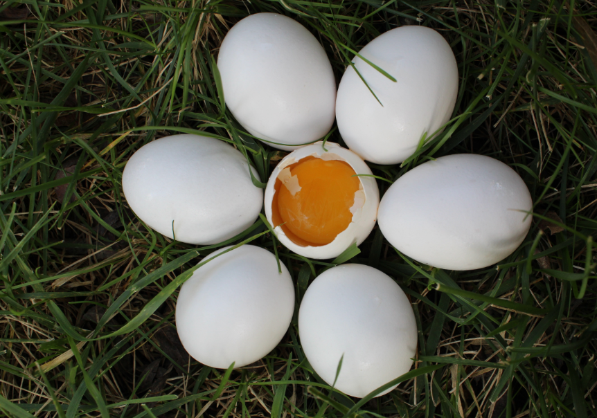 egg