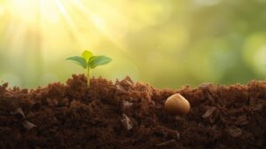 Inspirational Story of Two Seeds